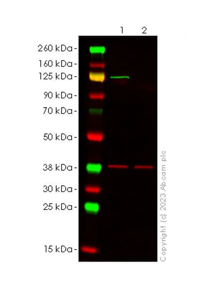 Anti-NLRP3 antibody [RM1021](AB283819)
