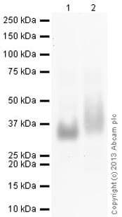 Anti-CD90 / Thy1 antibody [MRC OX-7] - Hematopoietic Stem Cell Marker(AB225)