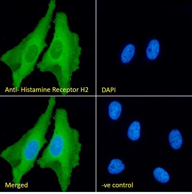 H2r Antibody Ab39964  Immunocytochemistry Immunofluorescence Img424605