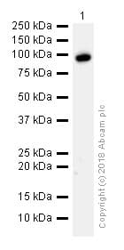 Anti-Topoisomerase I antibody [EPR5375](AB109374)