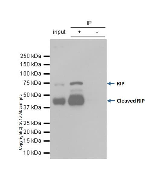 Anti-RIP antibody [EPR19697] - BSA and Azide free(AB238451)