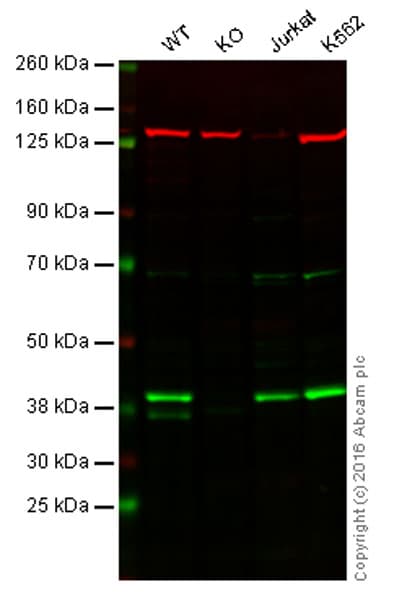 Vps26 Antibody Epr13455b Bsa And Azide Free Ab250176  Western Blot Img11780
