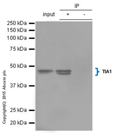 Anti-TIA1 antibody [EPR9304] - BSA and Azide free(AB230829)