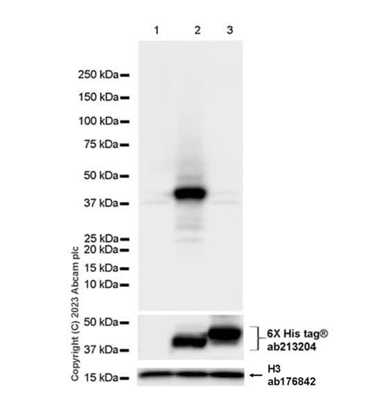 Anti-Histone H3 antibody [EPR16987] - Nuclear Marker and ChIP Grade(AB176842)