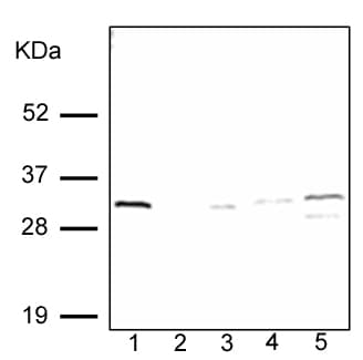 Anti-Heme Oxygenase 1 antibody [HO-1-1](AB13248)