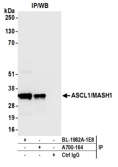Anti-ASCL1/MASH1 antibody [BLR164J] - BSA free(AB314100)