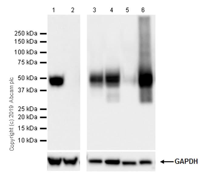 Tissue Factor Antibody Epr22548 240 Bsa And Azide Free Ab254007  Western Blot Img137262