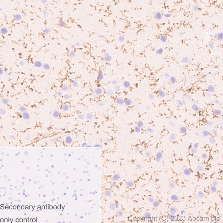 Anti-TMEM119 antibody [RM1075] - BSA and Azide free(AB314915)