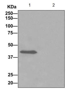 Adhfe1 Antibody Epr12501 Bsa And Azide Free Ab249768  Immunoprecipitation Img72132