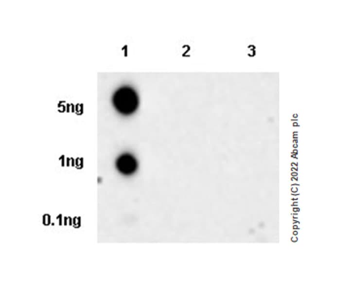Anti-Tau (phospho T217) antibody [EPR24654-110](AB291080)