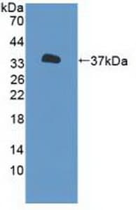 Anti-P2X7 antibody(AB233527)