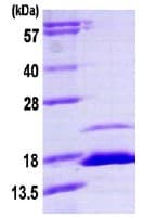 Ab113596  Sds Page Img77649