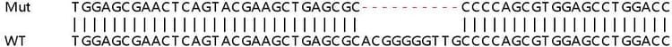 Human Oas1 Knockout A549 Cell Line Ab267107  Sanger Sequencing Img411025