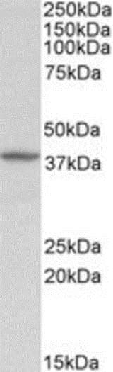 Anti-Decorin antibody(AB189364)