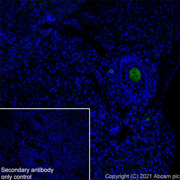 Anti-DDX4 / MVH antibody [RM1022] - BSA and Azide free(AB284612)