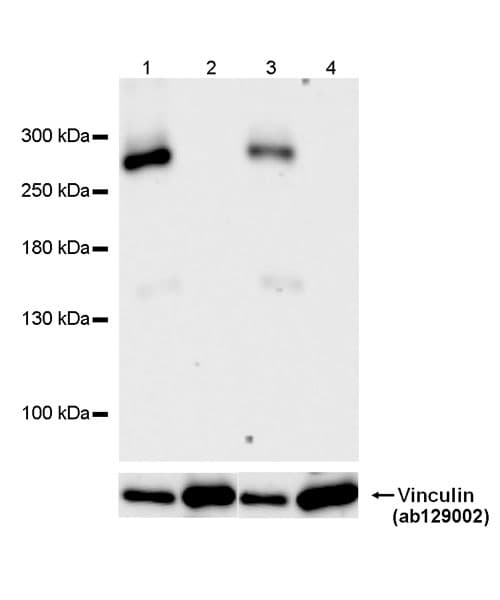 Anti-ABCA4 antibody [EPR26543-66](AB303504)