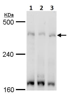 Anti-TRRAP antibody - N-terminal(AB227613)