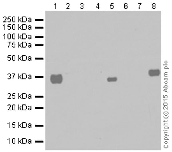 Anti-SOX2 antibody [EPR3131](AB92494)