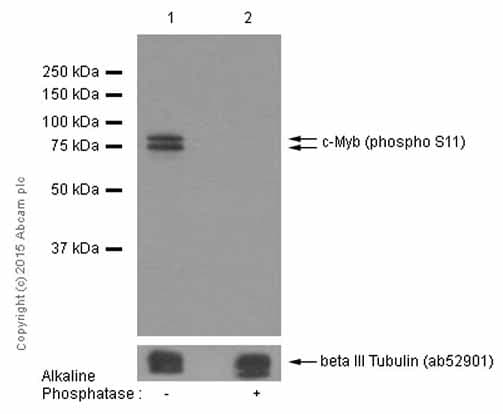 Anti-c-Myb (phospho S11) antibody [EP769Y](AB45150)