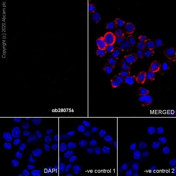 Mouse Igg2c Monoclonal R313 Mouseigg2c Isotype Control Ab280756  Immunocytochemistry Immunofluorescence Img18226