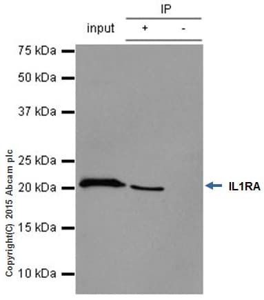 Rabbit IgG, monoclonal [EPR25A] - Isotype Control - BSA and Azide Free(AB210849)