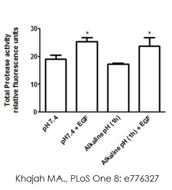 MMP Activity Assay Kit (Fluorometric - Green)(AB112146)