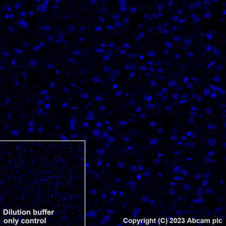 Alexa Fluor® 647 Anti-Myosin (MYH 1/2) antibody [A4.1025](AB315963)