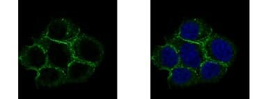 Caveolin 2 Antibody Ab97476  Immunocytochemistry Immunofluorescence Img451428