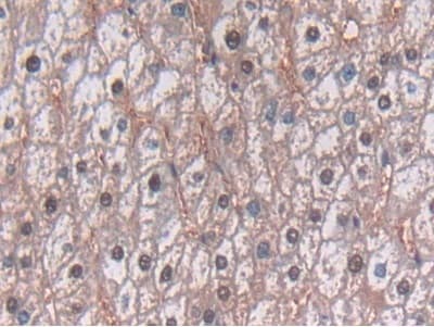 Anti-TDH antibody(ab233402)