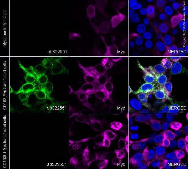 Alexa Fluor® 594 Anti-Myc tag antibody [9E10](AB223894)
