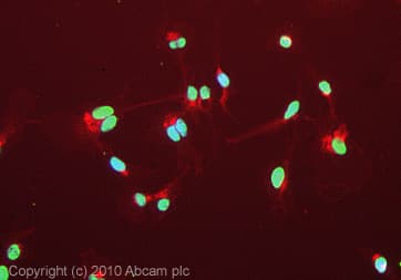Anti-Aly/Ref antibody [11G5](AB6141)