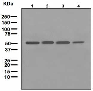 Anti-Tryptophanyl tRNA synthetase/WRS antibody [EPR3423](AB109213)