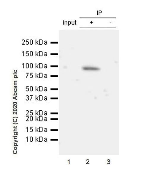 Ago4 Antibody Epr23799 22 Bsa And Azide Free Ab275966  Immunoprecipitation Img3120