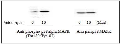p38 MAPK alpha (pT180/pY182) + total p38 MAPK alpha ELISA Kit(AB126453)