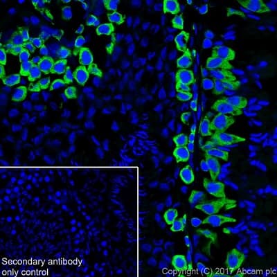 Anti-DAZL antibody [EPR21028] - BSA and Azide free(AB228135)