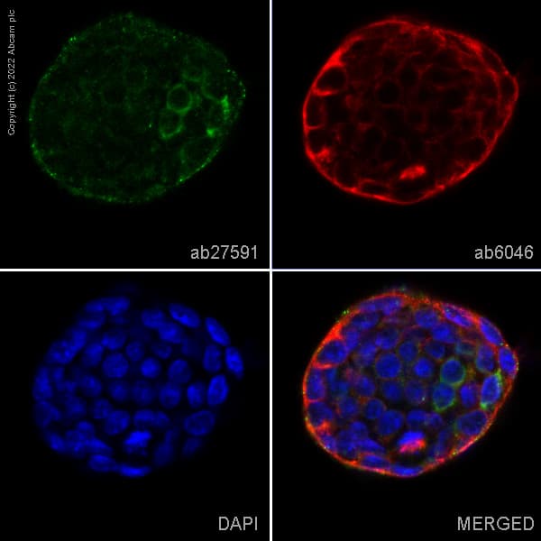 Anti-DDX4 / MVH antibody [mAbcam27591] - BSA and Azide free(AB180462)