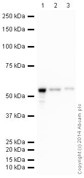 HeLa whole cell lysate(AB150035)