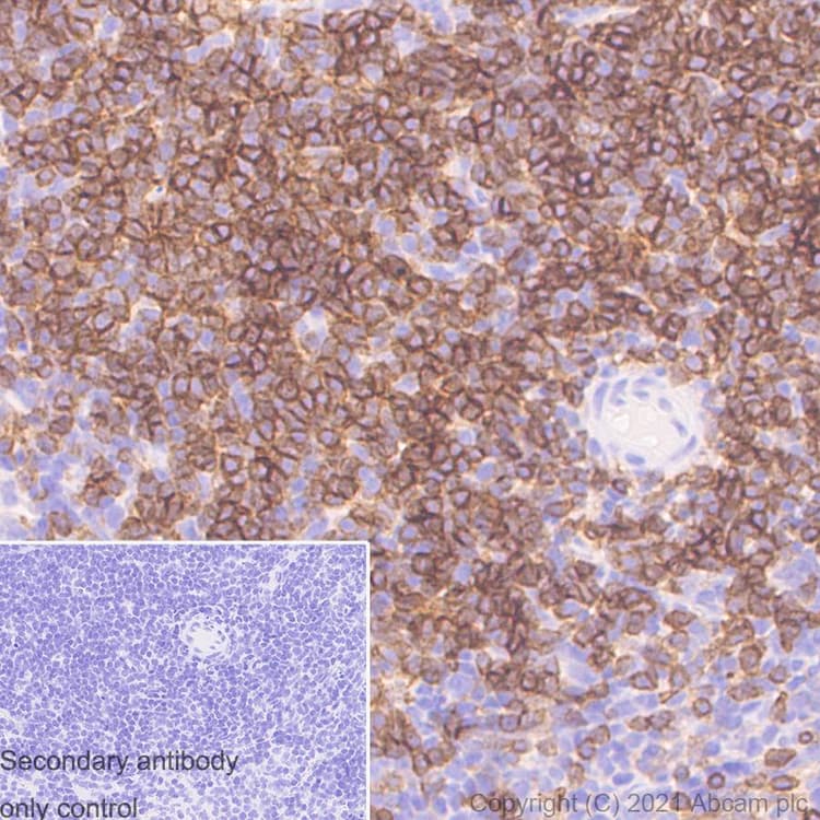 Anti-CD4 antibody [RM1013](AB288724)