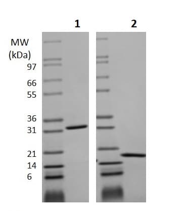 Ab256081  Sds Page Img23851