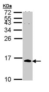 Cdc26 Apc12 Antibody Ab96346  Western Blot Img96648