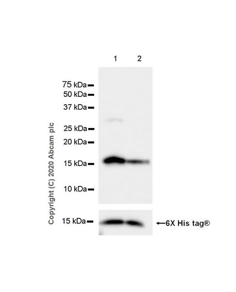 Psoriasin Antibody Epr23482 38 Ab275026  Western Blot Img246
