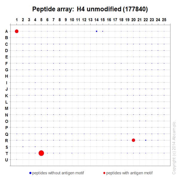 Anti-Histone H4 antibody [EPR16599] - BSA and Azide free(AB232371)