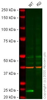 Anti-p21 antibody [EPR3993](AB109199)