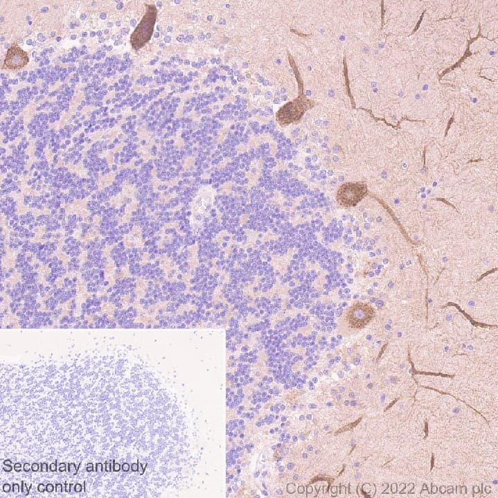 Donkey Anti-Goat IgG H&L (HRP)(AB205723)