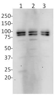 Anti-OPA1 antibody [1E81D9](AB119685)