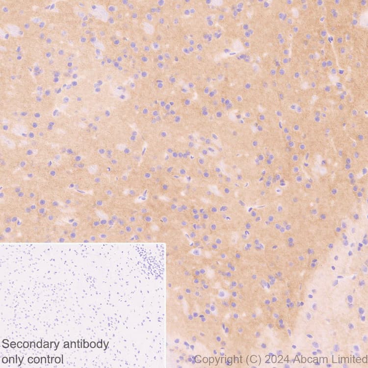 Pmca2 Antibody Epr28923 56 Bsa And Azide Free Ab319151  Immunohistochemistry Formalin Pfa Fixed Paraffin Embedded Sections Img435216