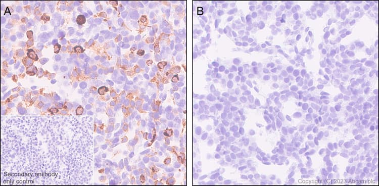 Anti-HA tag antibody [EPR22819-101](AB236632)