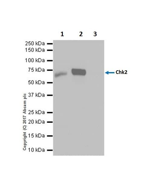 Anti-Chk2 antibody [EPR19236] - BSA and Azide free(AB271961)