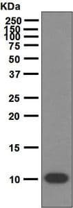 Anti-S100P antibody [EPR6142](AB124743)