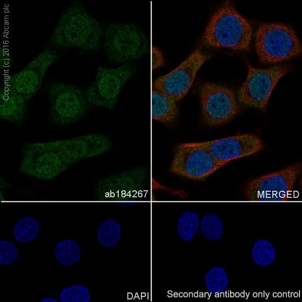 Anti-HuD + HuC antibody [EPR19098](AB184267)